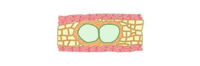 Read more about the article Meristem: Definition, Structure, and Functions