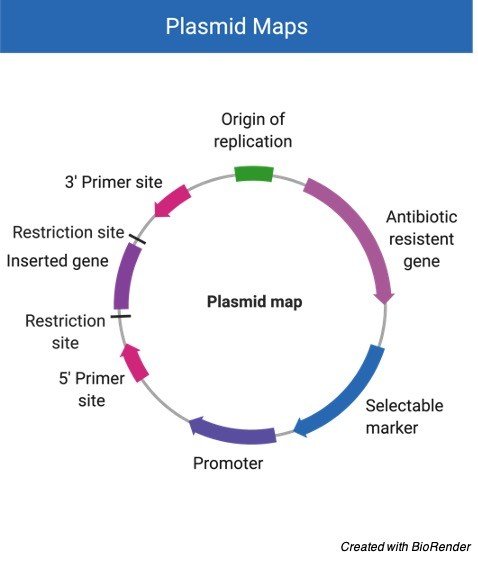 Plasmid - Plasmid map - Plasmid Vector