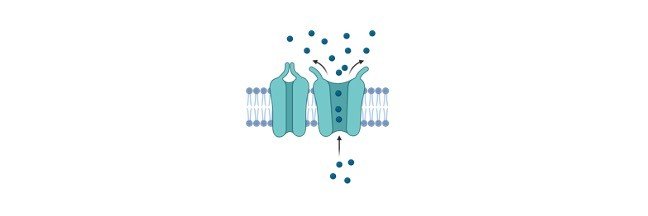 Read more about the article Simple Diffusion vs Facilitated Diffusion