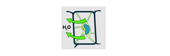 Read more about the article Turgor Pressure: Definition, Characteristics, and Examples