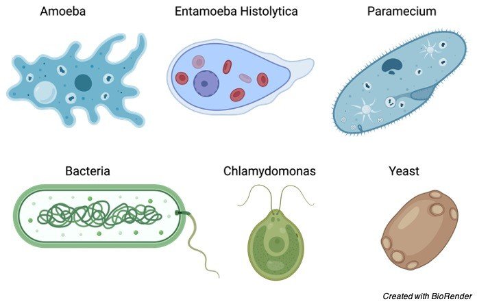Unicellular Diagram