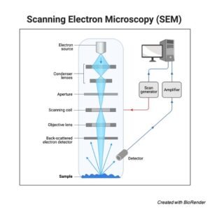 What is Electron Microscopy? Principle, Types, & Importance