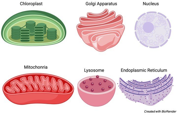 organelle, 1 cell organelle, organelle definition, Plant cell organelle, Animal cell organelle,
