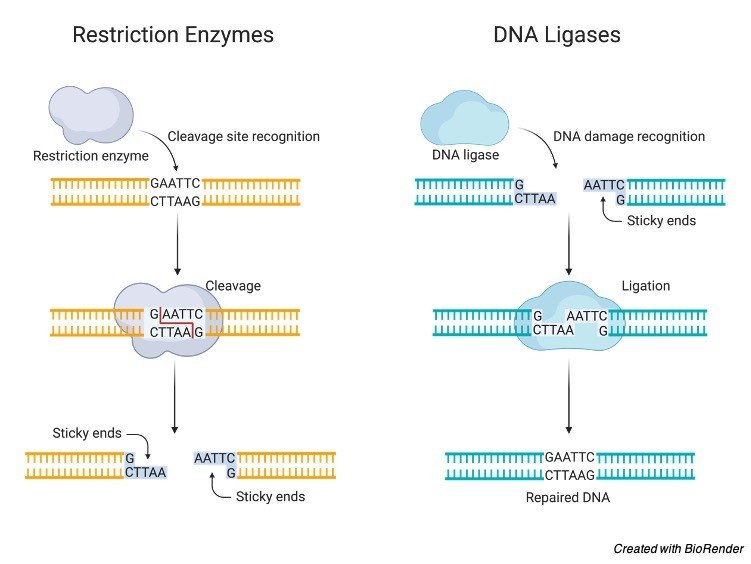 dna-technology-definition-types-and-facts-i-researchtweet