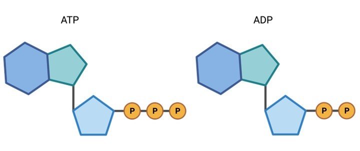 ATP And ADP Definition Formation Examples I ResearchTweet