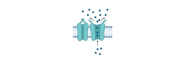 Read more about the article Active Transport: Definition, Physiology, and Examples