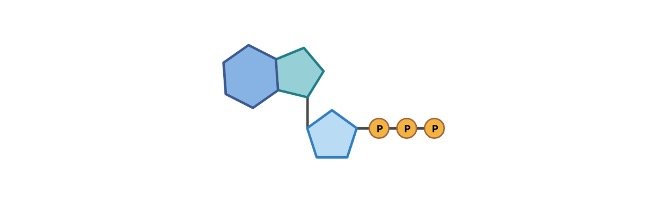 Read more about the article Adenosine triphosphate (ATP): Definition, Structure, and Function