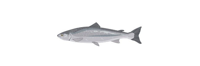 Read more about the article Albacore Tuna: Description, Habitat, & Facts