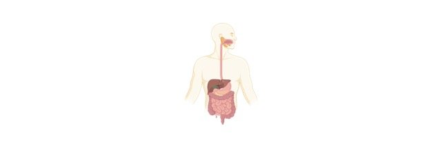 Read more about the article Alimentary Canal: Definition, Organs, Diagram, and Examples
