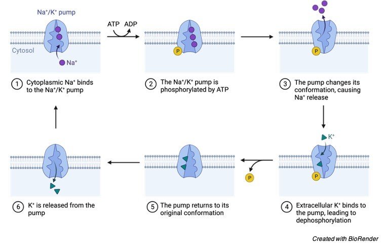 Carrier Proteins Definition Function And Examples