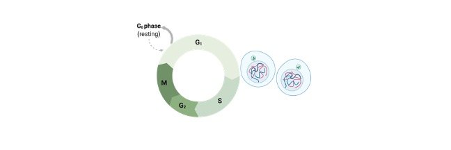 Read more about the article Cell Cycle: Description, Diagram, Stages, and Checkpoints