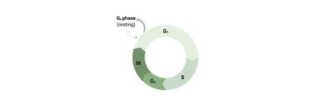 Read more about the article Cell Cycle: Definition, Stages, and Examples