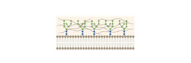 Read more about the article Cell Wall: Description, Properties, Function, and Diagram