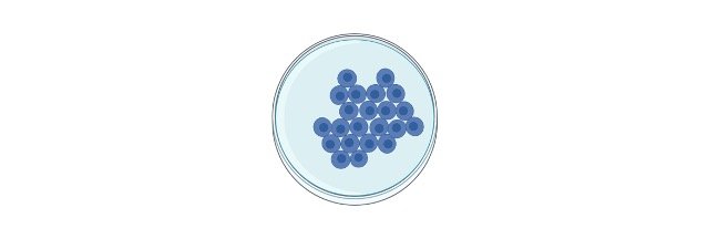 Read more about the article Cell: Definition, Types, Functions, Diagram, and Division