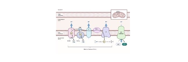 Read more about the article Electron Transport Chain: Definition, Process, Examples