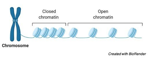 Chromatin, What is Chromatin, Chromatin Function, Chromatin Definition,