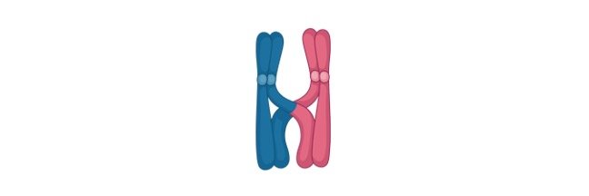 Read more about the article Chromosome: Definition, Structure, and Function
