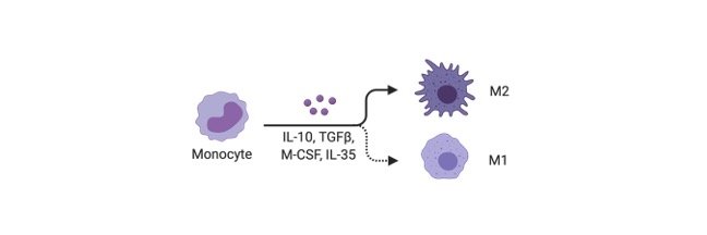 Read more about the article Differentiation, Dedifferentiation and Re-differentiaton