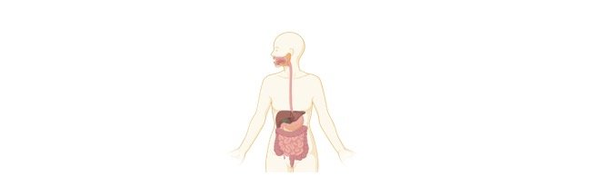 Read more about the article Digestive Glands: Definition, Structure, and Examples