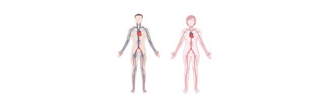 Read more about the article Disorders of Circulatory System: Symptoms, Treatments, and Risks