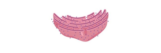 Read more about the article Endoplasmic Reticulum (ER): Description, Structure, and Function