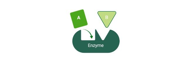 Read more about the article Enzymes: Classification and Nomenclature