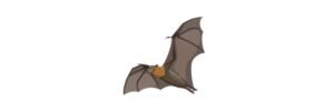 Read more about the article Flying Fox: Description, Habitat, & Facts
