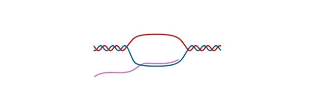 Read more about the article Gene: Definition, Structure, Expression, and Facts