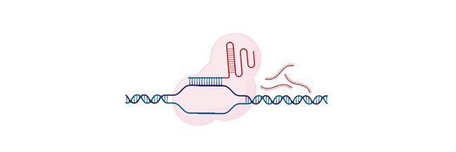 Read more about the article What are Genome Editing and CRISPR-Cas9?
