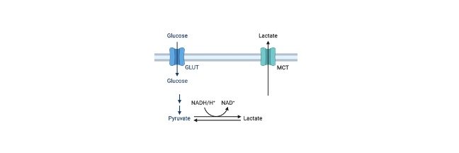 Read more about the article Glycolysis: Definition, Steps, Mechanism, and Importance