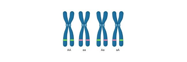 Read more about the article Homozygous and Heterozygous Difference: Definition and Example