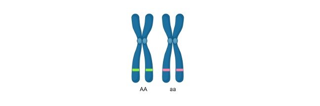 Read more about the article Homozygous: Definition, Examples, and Differences