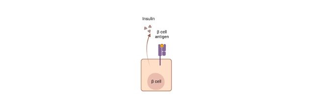 Read more about the article How Glucose Metabolism Works? Fundamentals of Biochemistry