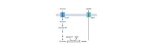 Read more about the article Lactate Dehydrogenase: Definition, Types, & Examples