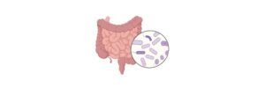 Read more about the article Lactobacillus: Overview, Uses, Side Effects, and Precautions