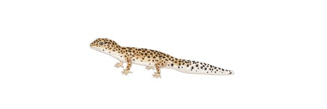 Read more about the article Leopard Gecko: Description, Habitat, & Facts