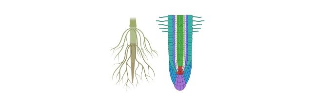 Read more about the article Mechanism of Absorption of Elements by Plants