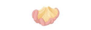 Read more about the article Mesentery: Definition, Function, & Examples