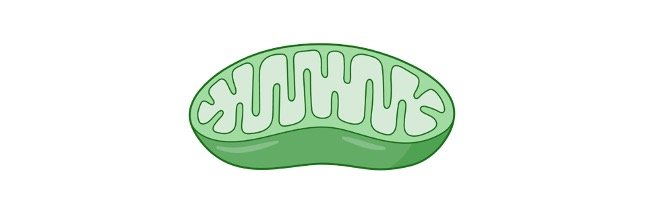 Read more about the article Mitochondria Function, Origin, Structure, and Disease