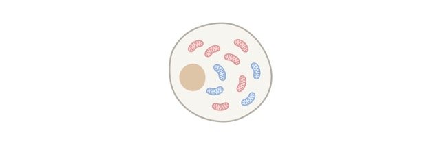 Read more about the article Mitochondrial Diseases, Mitochondrial Dysfunction, Causes, Symptoms, Diagnosis