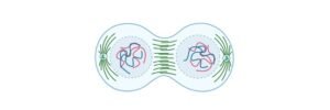Read more about the article Mitosis: Definition, Stages, and Examples