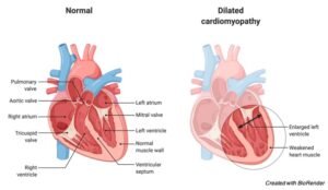 Myocardium: Definition, Function, Examples I ResearchTweet