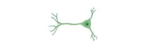 Read more about the article Neurogenesis: Definition, Types, & Examples