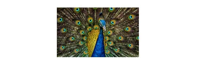 Read more about the article Peacock: Description, Habitat, & Facts