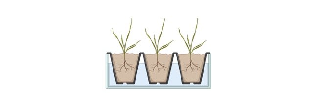 Read more about the article Phases of Plant Growth: Definition, Types, and Examples