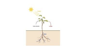 How do Plants Breathe