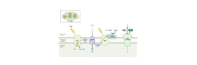 Read more about the article Factors Affecting Photosynthesis: Definition, Structure, and Function