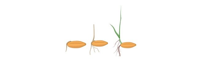 Read more about the article Germination: Description, Dormancy, and Facts