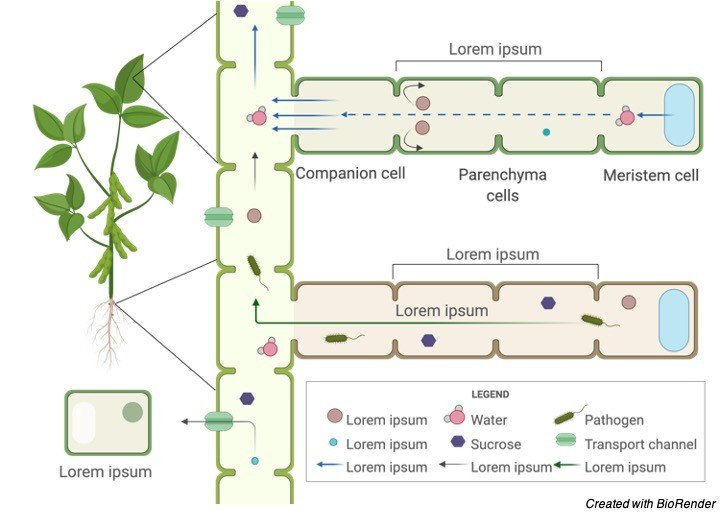 Plant Tissue, Tissue, 2 Meristem, Simple Tissue, Complex Tissues,