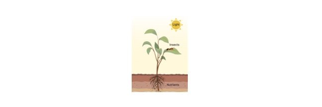 Read more about the article Respiration in Plants: Equation, Definition and Mechanism